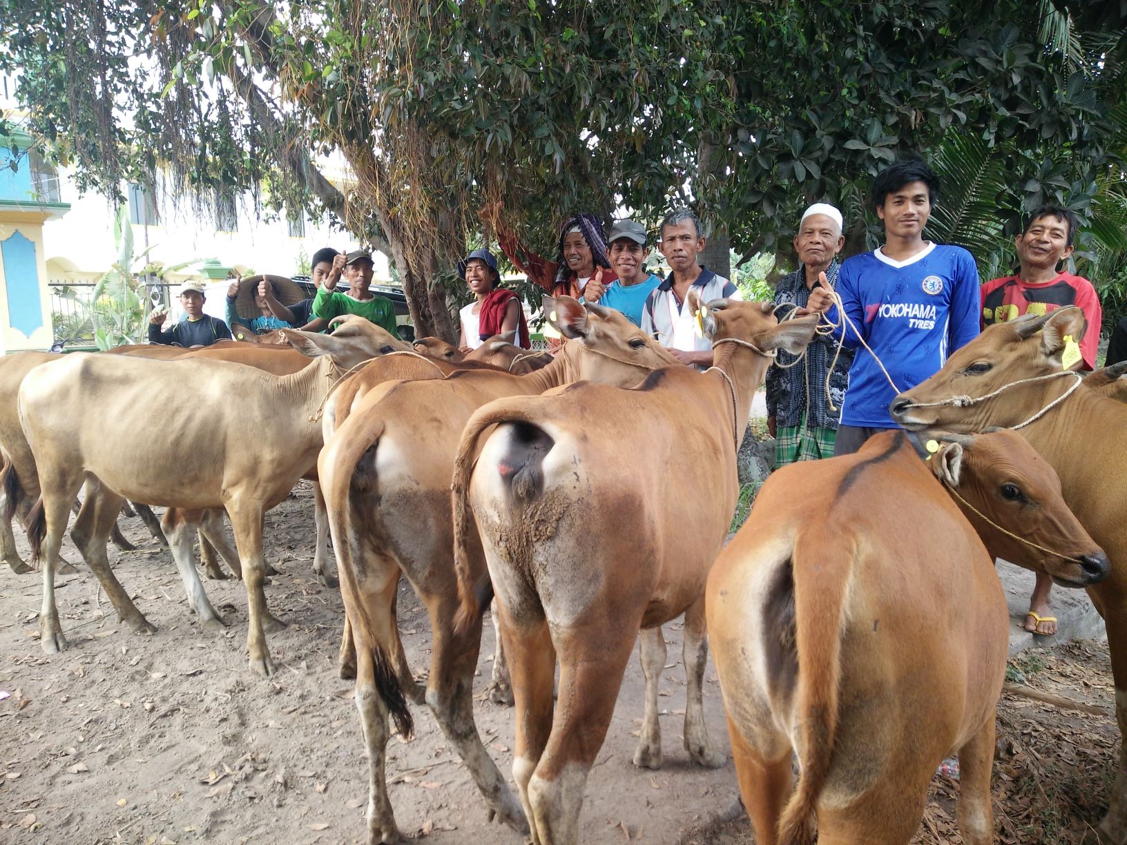 Disnakeswan Lombok Timur  Lampaui Target 10 Ribu Ekor Peserta AUTS/K